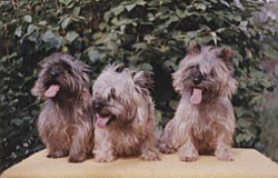 Cairn Terrier Trio